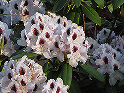 Calsap Rhododendron (Rhododendron 'Calsap') at A Very Successful Garden Center
