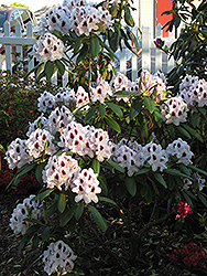 Calsap Rhododendron (Rhododendron 'Calsap') at Stonegate Gardens