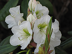 Madame Carvalho Rhododendron (Rhododendron 'Madame Carvalho') at Lakeshore Garden Centres