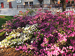 Purple Splendor Azalea (Rhododendron 'Purple Splendor') at A Very Successful Garden Center