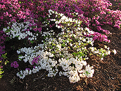 Whitethroat Azalea (Rhododendron 'Whitethroat') at Stonegate Gardens