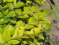 Golden Privet (Ligustrum x vicaryi) at Lakeshore Garden Centres