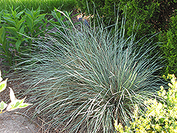 Sapphire Blue Oat Grass (Helictotrichon sempervirens 'Sapphire') at Stonegate Gardens