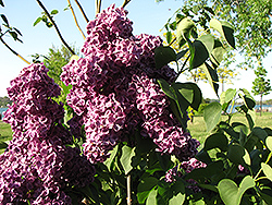 Monge Lilac (Syringa vulgaris 'Monge') at The Mustard Seed