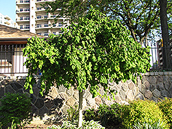Harry Lauder's Walking Stick (tree form) (Corylus avellana 'Contorta (tree form)') at Lakeshore Garden Centres