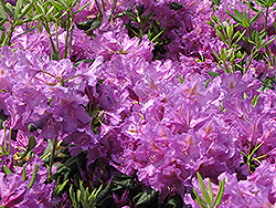 Lee's Dark Purple Rhododendron (Rhododendron catawbiense 'Lee's Dark Purple') at Lakeshore Garden Centres