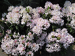 White Catawba Rhododendron (Rhododendron catawbiense 'Album') at Stonegate Gardens