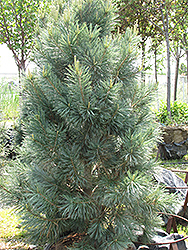 Vanderwolf's Pyramid Pine (Pinus flexilis 'Vanderwolf's Pyramid') at Stonegate Gardens