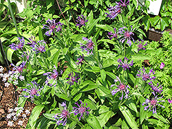 Blue Cornflower (Centaurea montana 'Blue') at Green Thumb Garden Centre
