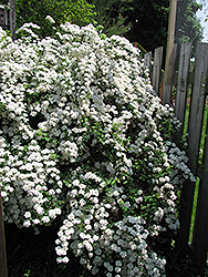 Vanhoutte Spirea (Spiraea x vanhouttei) at A Very Successful Garden Center