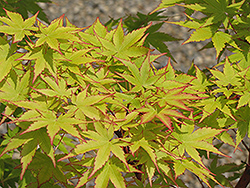 Coral Bark Japanese Maple (Acer palmatum 'Sango Kaku') at Lakeshore Garden Centres