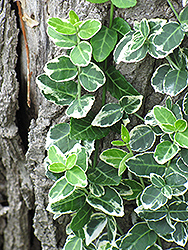 Emerald Gaiety Wintercreeper (Euonymus fortunei 'Emerald Gaiety') at A Very Successful Garden Center
