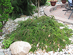Ground Cotoneaster (Cotoneaster horizontalis) at Lakeshore Garden Centres