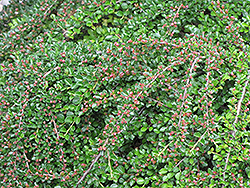 Ground Cotoneaster (Cotoneaster horizontalis) at Stonegate Gardens