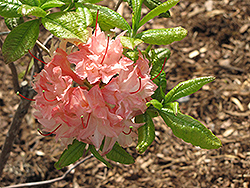 Cannon's Double Azalea (Rhododendron 'Cannon's Double') at Stonegate Gardens