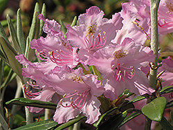 Silverleaf Rhododendron (Rhododendron argyrophyllum 'var. nankingense') at A Very Successful Garden Center