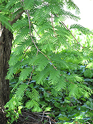 Dawn Redwood (Metasequoia glyptostroboides) at A Very Successful Garden Center