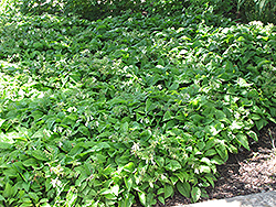 Ground Cover Comfrey (Symphytum grandiflorum) at A Very Successful Garden Center