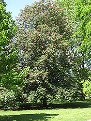 Red Horse Chestnut (Aesculus x carnea) at A Very Successful Garden Center