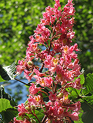 Red Horse Chestnut (Aesculus x carnea) at A Very Successful Garden Center