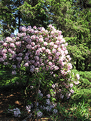Catawba Rhododendron (Rhododendron catawbiense) at A Very Successful Garden Center