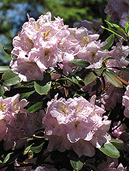Catawba Rhododendron (Rhododendron catawbiense) at Lakeshore Garden Centres