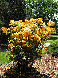 Golden Lights Azalea (Rhododendron 'Golden Lights') at A Very Successful Garden Center
