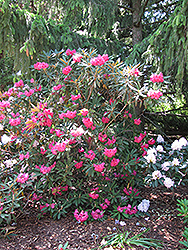 Atroflo Rhododendron (Rhododendron 'Atroflo') at A Very Successful Garden Center