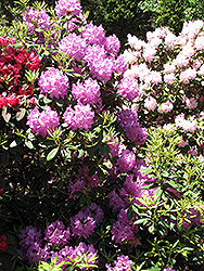 Boursault Rhododendron (Rhododendron catawbiense 'Boursault') at A Very Successful Garden Center