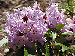 Purple Peter Rhododendron (Rhododendron catawbiense 'Purple Peter') at Stonegate Gardens