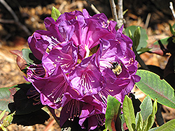 Purple Passion Rhododendron (Rhododendron 'Purple Passion') at Lakeshore Garden Centres