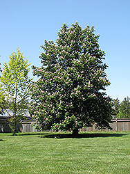 Baumann Horse Chestnut (Aesculus hippocastanum 'Baumannii') at A Very Successful Garden Center