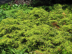 Depressa Aurea Juniper (Juniperus communis 'Depressa Aurea') at Stonegate Gardens