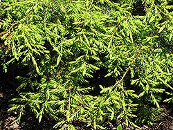 Depressa Aurea Juniper (Juniperus communis 'Depressa Aurea') at Stonegate Gardens