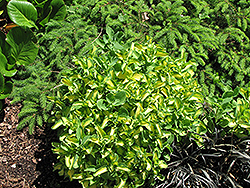 Variegated Stonecrop (Sedum erythrostictum 'Mediovariegatum') at Stonegate Gardens