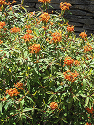 Fireglow Spurge (Euphorbia griffithii 'Fireglow') at Stonegate Gardens