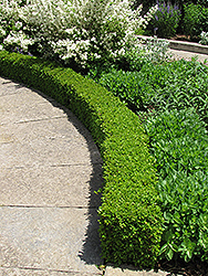 Green Velvet Boxwood (Buxus 'Green Velvet') at A Very Successful Garden Center