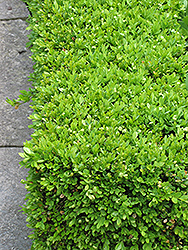 Green Velvet Boxwood (Buxus 'Green Velvet') at A Very Successful Garden Center