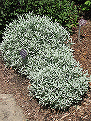 Silver King Artemisia (Artemisia ludoviciana 'Silver King') at Lakeshore Garden Centres