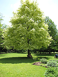 Harlequin Norway Maple (Acer platanoides 'Drummondii') at Lakeshore Garden Centres
