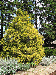 Golden Threadleaf Falsecypress (Chamaecyparis pisifera 'Filifera Aurea') at A Very Successful Garden Center