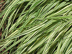 Variegated Moor Grass (Molinia caerulea 'Variegata') at Lakeshore Garden Centres