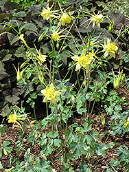 Yellow Queen Columbine (Aquilegia chrysantha 'Yellow Queen') at Stonegate Gardens