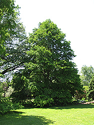 Katsura Tree (Cercidiphyllum japonicum) at Stonegate Gardens