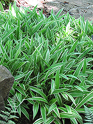 Variegated Broadleaf Sedge (Carex siderosticha 'Variegata') at A Very Successful Garden Center