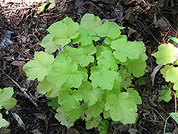 Citronelle Coral Bells (Heuchera 'Citronelle') at The Mustard Seed