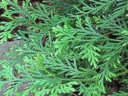 Hiba Arborvitae (Thujopsis dolabrata) at A Very Successful Garden Center