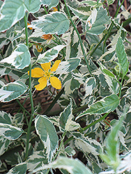 Picta Japanese Kerria (Kerria japonica 'Picta') at Lakeshore Garden Centres