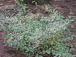 Picta Japanese Kerria (Kerria japonica 'Picta') at Lakeshore Garden Centres