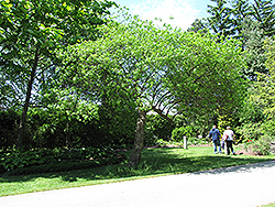 Hop Tree (Ptelea trifoliata) at Lakeshore Garden Centres